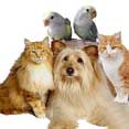 pets Serviços