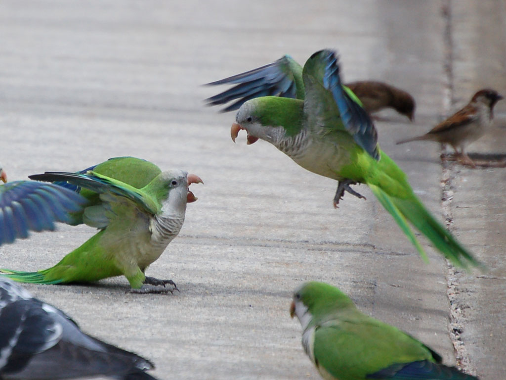 march-19-fighting1.jpg